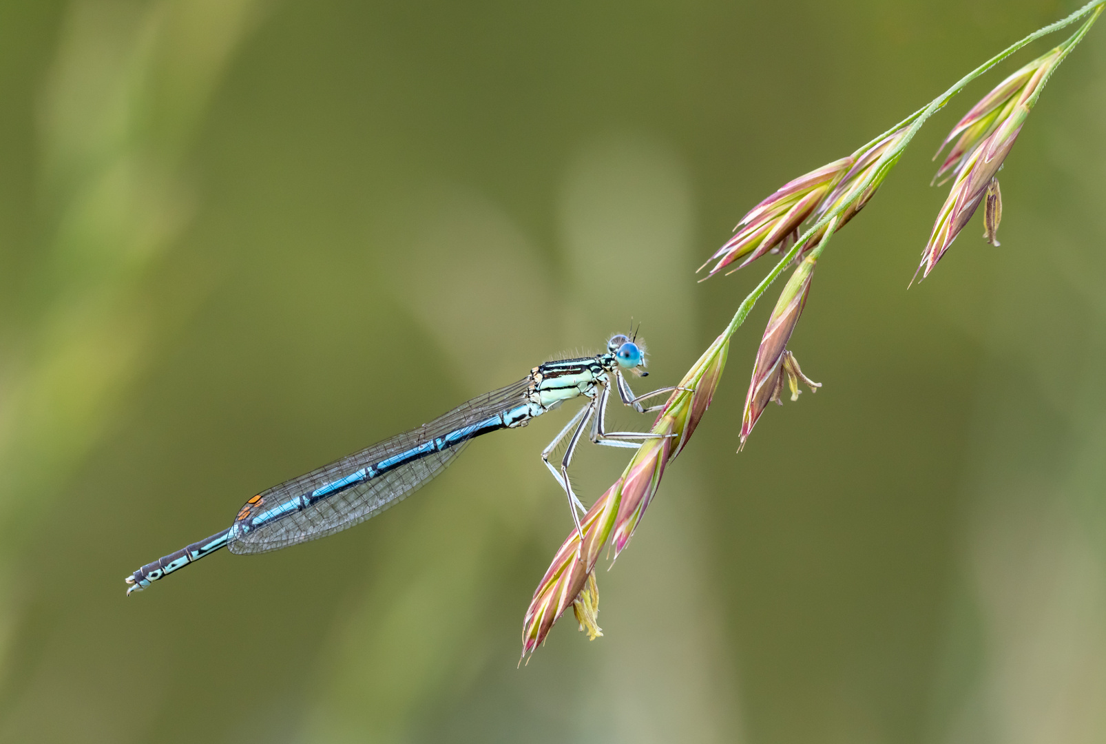 Blaue Federlibelle - Männchen Version 1