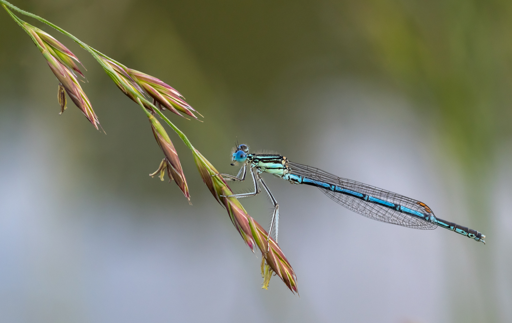 Blaue Federlibelle - Männchen Version 2