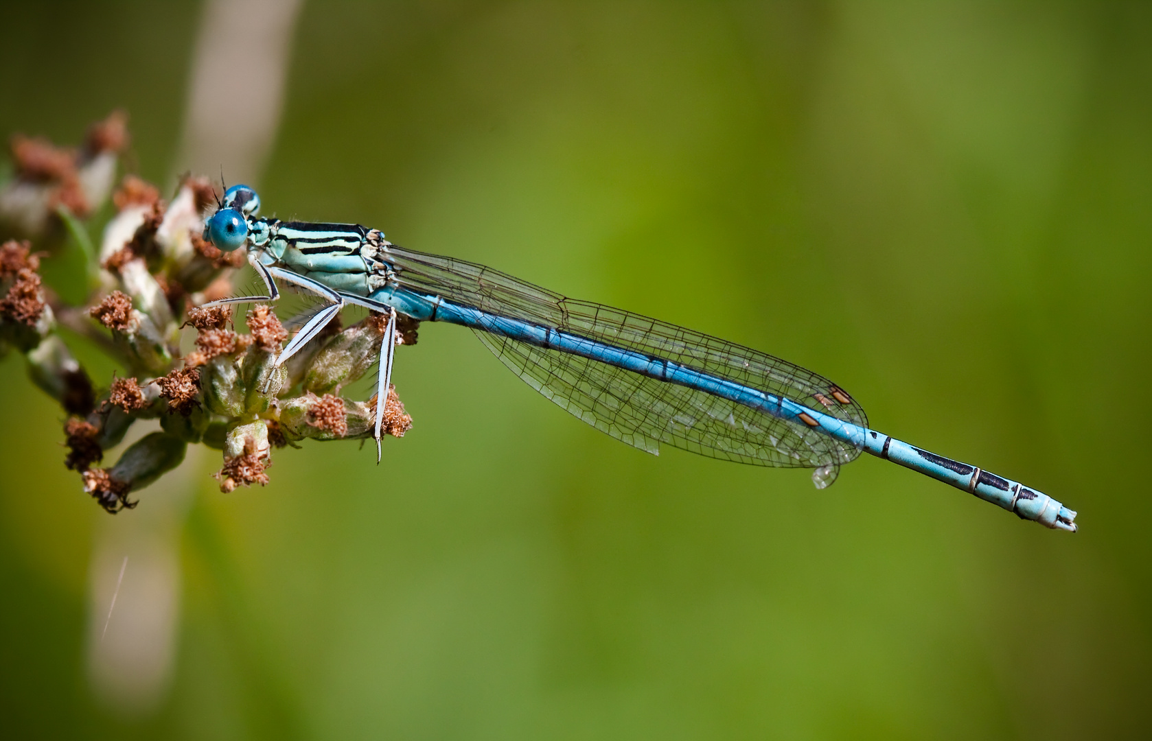 blaue federlibelle (männl)