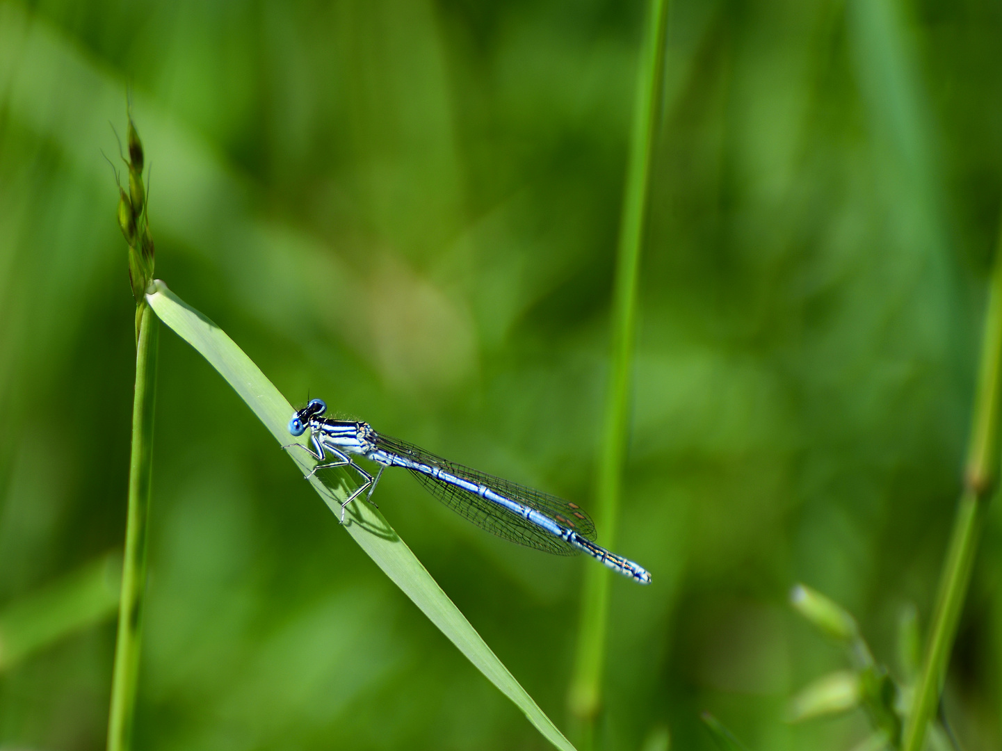 Blaue Federlibelle (männlich) ?