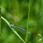 Blaue Federlibelle (männlich) ?