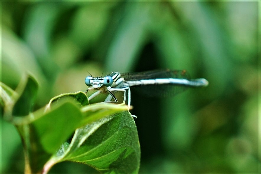 blaue Federlibelle (männlich)