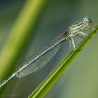 Blaue Federlibelle mit Parasit