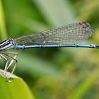 Blaue Federlibelle oder Azurjungfer ?