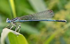 Blaue Federlibelle oder Azurjungfer ?