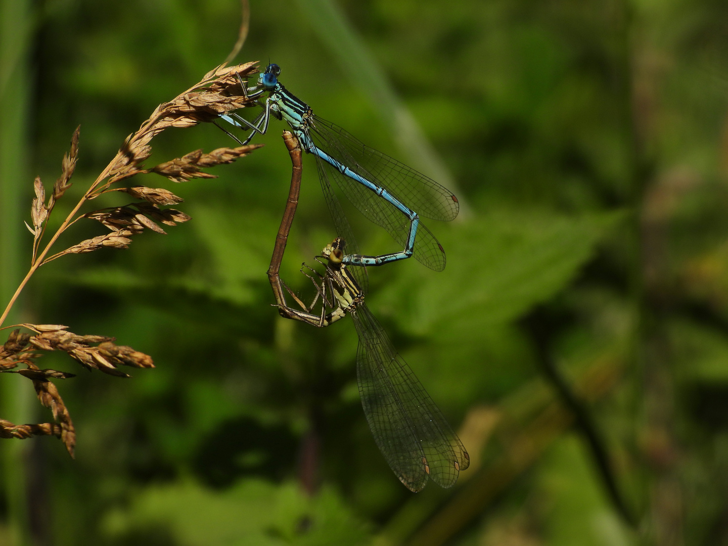 Blaue Federlibelle - Paarung