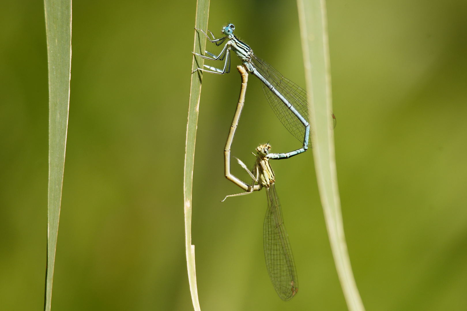 Blaue Federlibelle (Paarung)