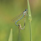 Blaue Federlibelle - Paarungsrad