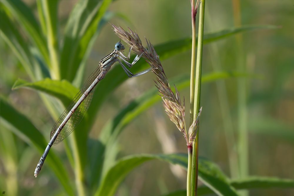 Blaue Federlibelle – Platycnemis pennipes