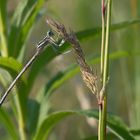 Blaue Federlibelle – Platycnemis pennipes