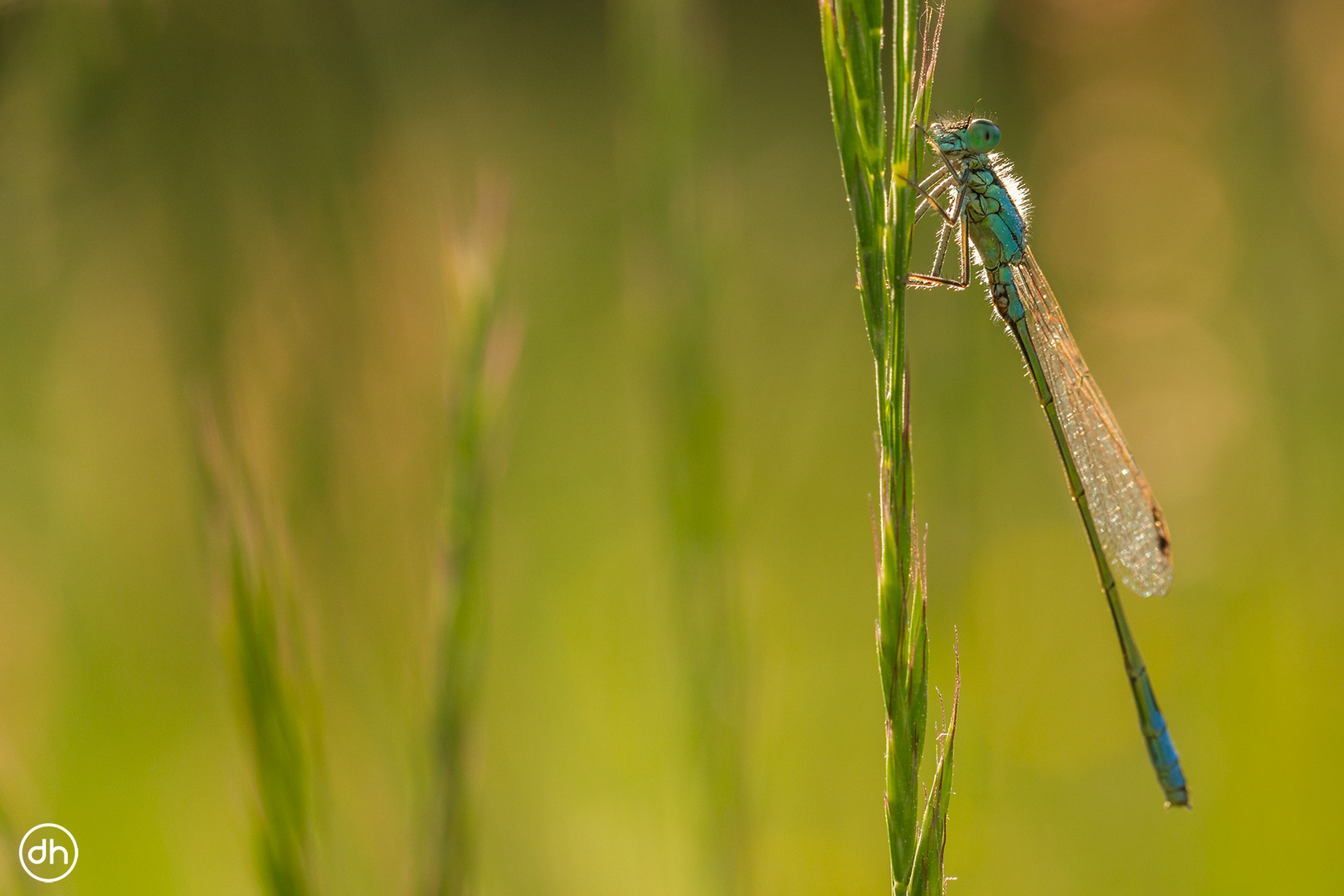 Blaue Federlibelle (Platycnemis pennipes)