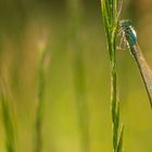 Blaue Federlibelle (Platycnemis pennipes)