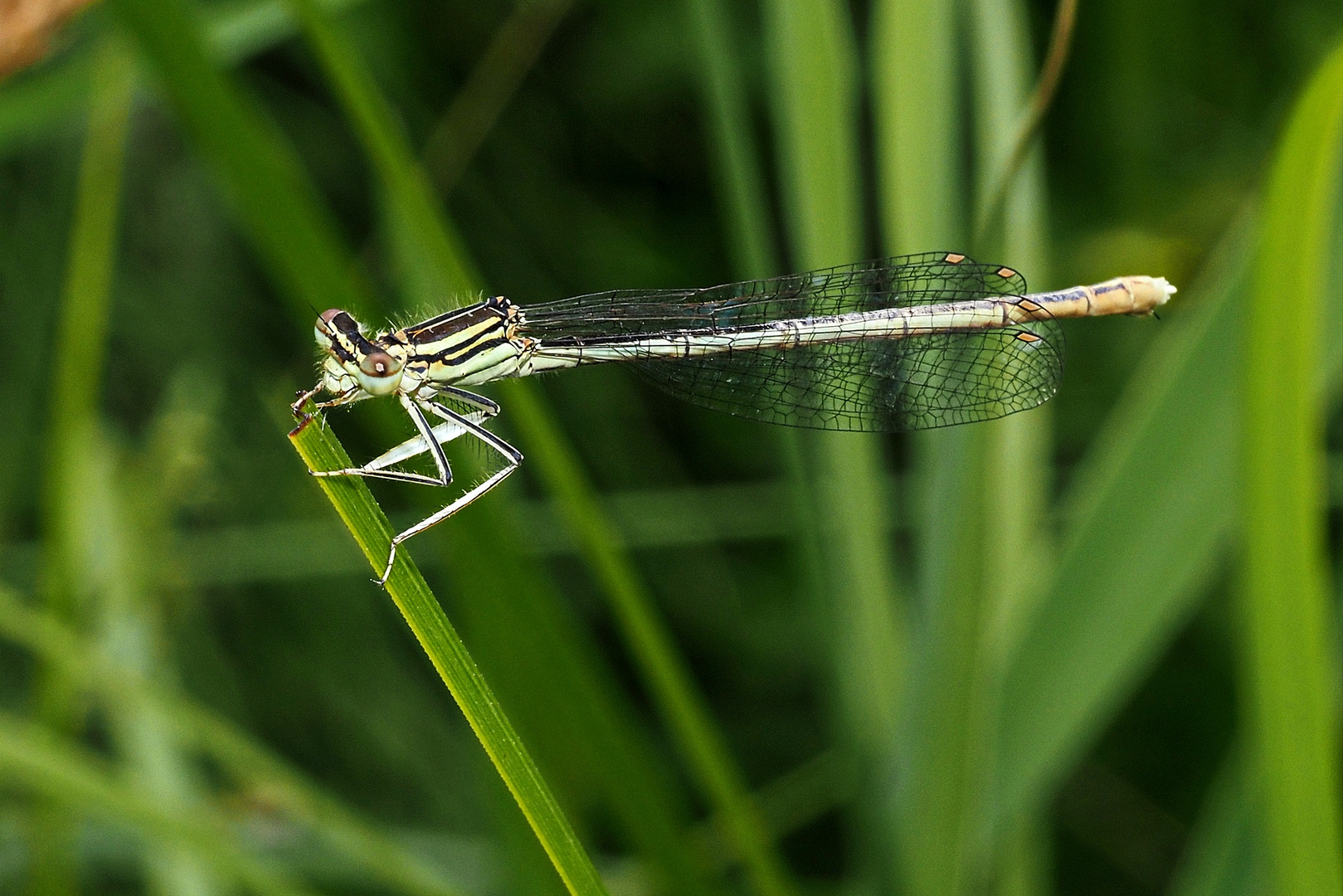 Blaue Federlibelle (Platycnemis pennipes)