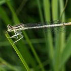 Blaue Federlibelle (Platycnemis pennipes)