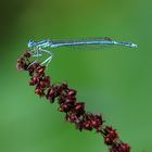 Blaue Federlibelle (Platycnemis pennipes)