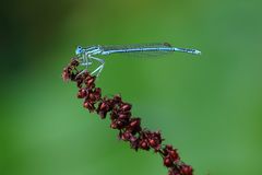 Blaue Federlibelle (Platycnemis pennipes)