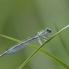- Blaue Federlibelle (Platycnemis pennipes) -