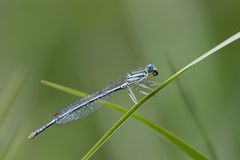 - Blaue Federlibelle (Platycnemis pennipes) -