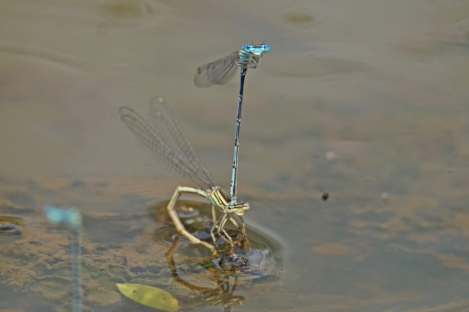 Blaue Federlibelle (Platycnemis pennipes)