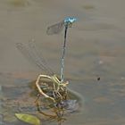 Blaue Federlibelle (Platycnemis pennipes)