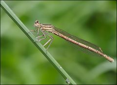 Blaue Federlibelle (Platycnemis pennipes)