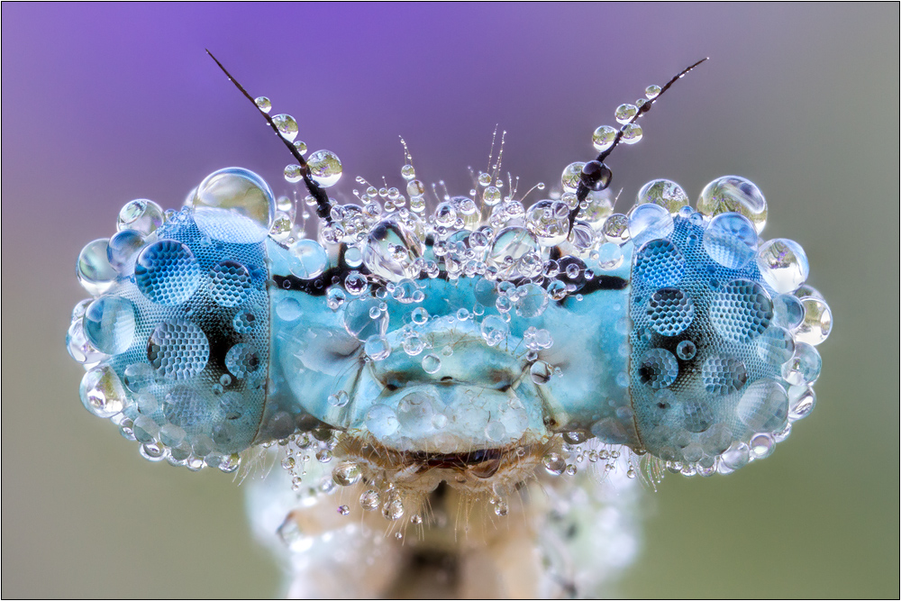 Blaue Federlibelle (Platycnemis pennipes)