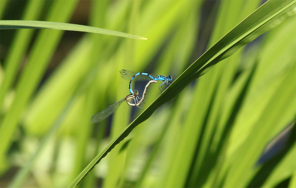 Blaue Federlibelle - Platycnemis pennipes