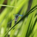 Blaue Federlibelle - Platycnemis pennipes