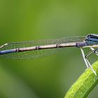 Blaue Federlibelle - Platycnemis pennipes