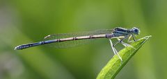 Blaue Federlibelle - Platycnemis pennipes