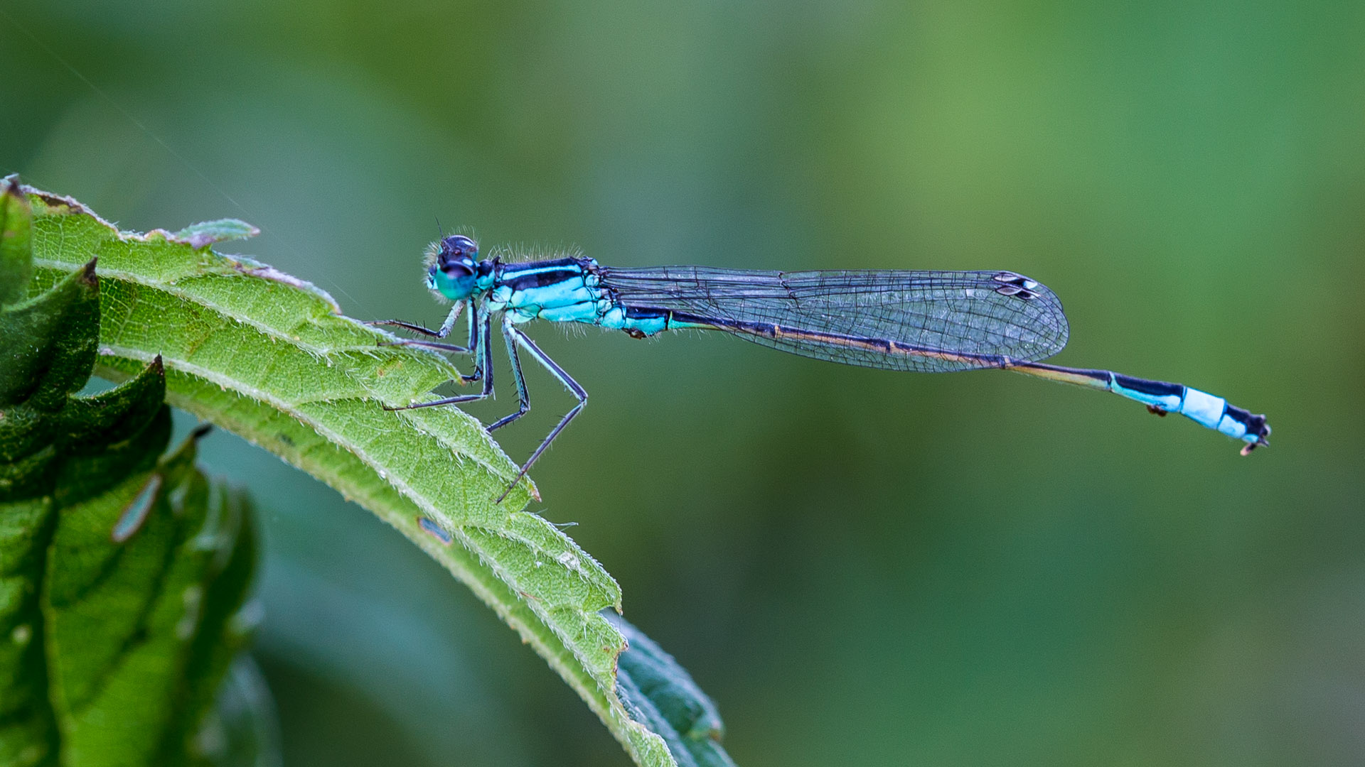 Blaue Federlibelle (Platycnemis pennipes)