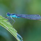 Blaue Federlibelle (Platycnemis pennipes)