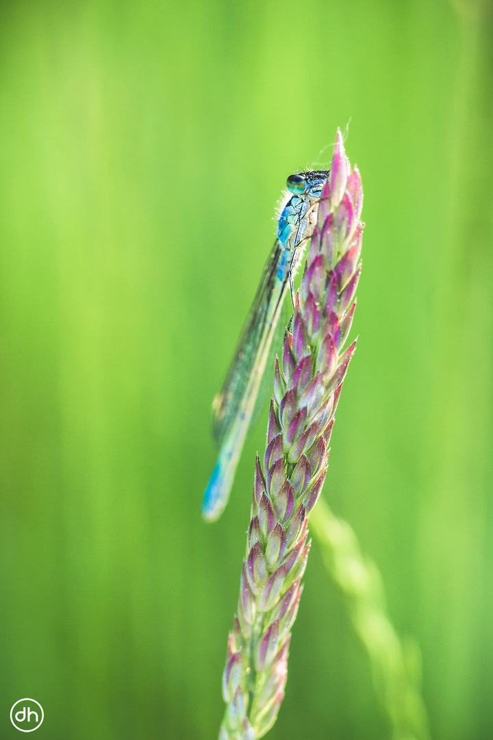 Blaue Federlibelle (Platycnemis pennipes)