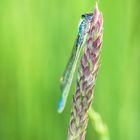 Blaue Federlibelle (Platycnemis pennipes)