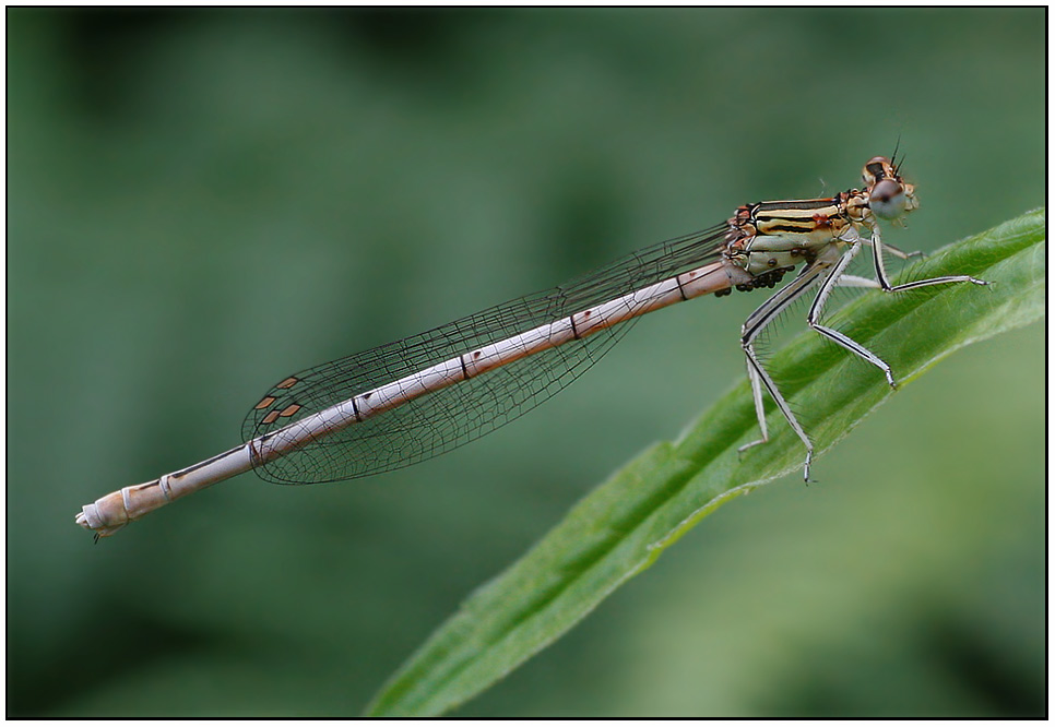 Blaue Federlibelle (Platycnemis pennipes)