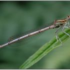 Blaue Federlibelle (Platycnemis pennipes)