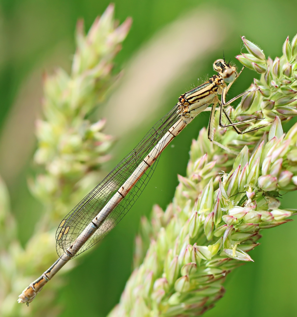 Blaue Federlibelle (Platycnemis pennipes)