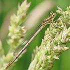 Blaue Federlibelle (Platycnemis pennipes)