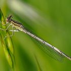 Blaue Federlibelle  ( Platycnemis pennipes )