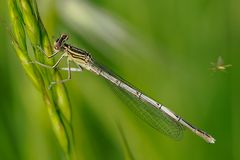 Blaue Federlibelle  ( Platycnemis pennipes )