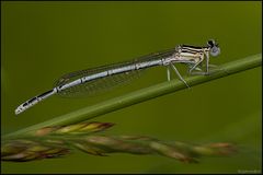 Blaue Federlibelle (Platycnemis pennipes)