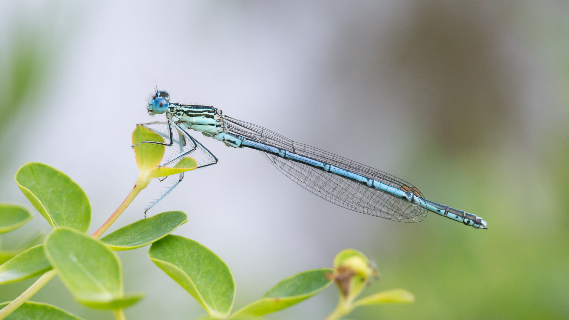 Blaue Federlibelle (Platycnemis pennipes)