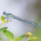 Blaue Federlibelle (Platycnemis pennipes)