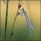 Blaue Federlibelle (Platycnemis pennipes)