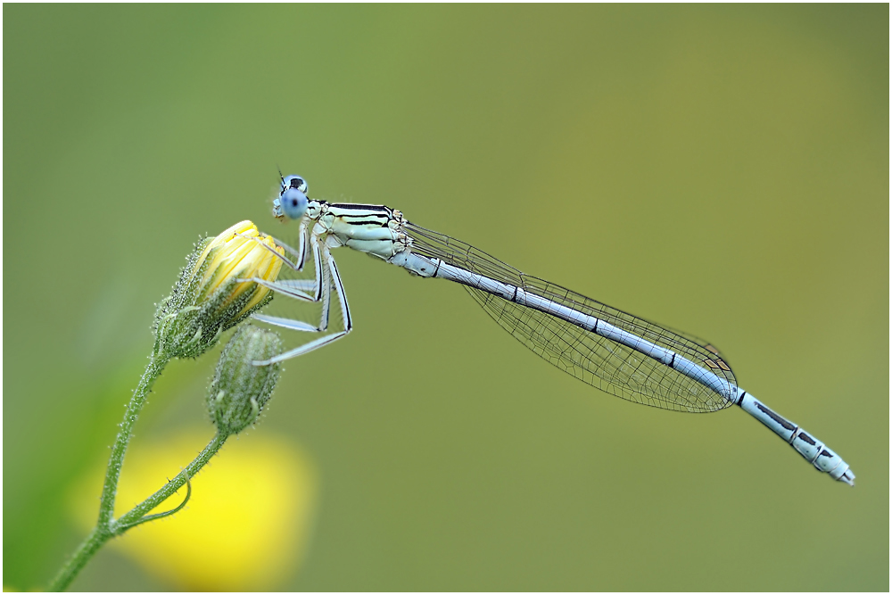 Blaue Federlibelle (Platycnemis pennipes)