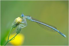 Blaue Federlibelle (Platycnemis pennipes)