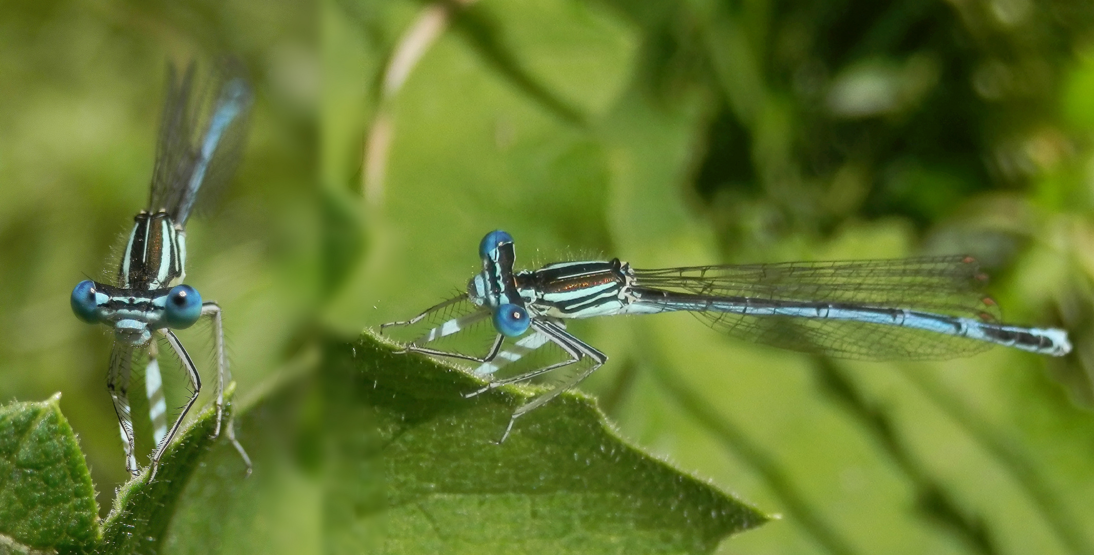 Blaue Federlibelle (Platycnemis pennipes)