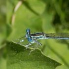 Blaue Federlibelle (Platycnemis pennipes)