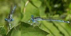 Blaue Federlibelle (Platycnemis pennipes)