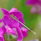 Blaue Federlibelle (Platycnemis pennipes)